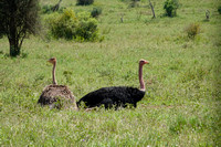 Resting Ostriches