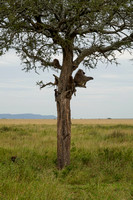 Baboon Tree