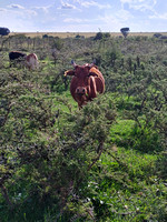 Maasai Cow