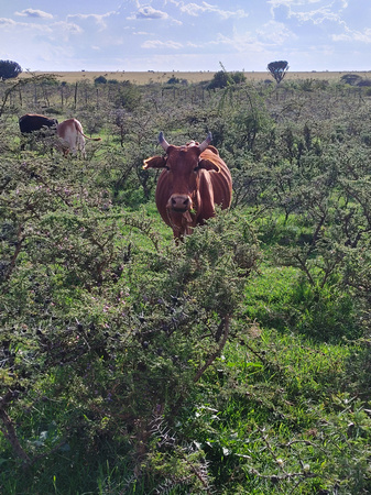 Maasai Cow