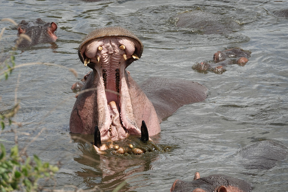 Hippo Maw