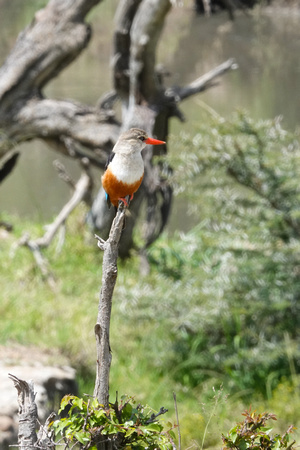 Grey-Headed Kingfisher