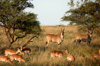 Eland and Impala