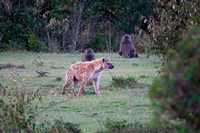 Hyena and Baboons