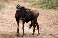 Wildebeest and Warthogs