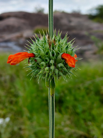 Weird Pokey Flower
