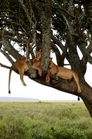 Lions in a Tree