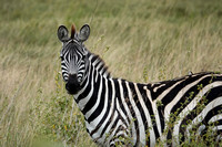 Beautiful Zebra