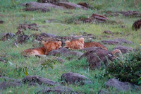 Sleeping Cubs