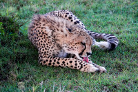 Cheetah Mane