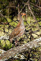 Red-Necked Francolin
