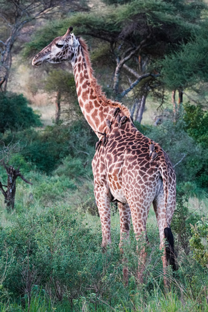 Giraffe and Oxpeckers