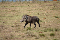 Female Warthog