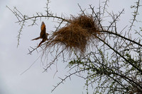 Buffalo Weaver and Nest