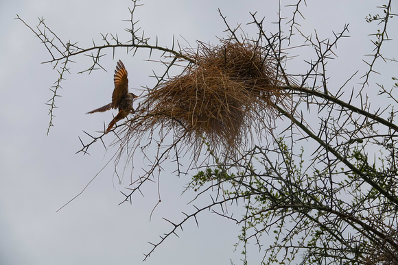 Buffalo Weaver and Nest