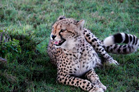 Young Male Cheetah