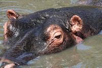 Hippo Close-Up