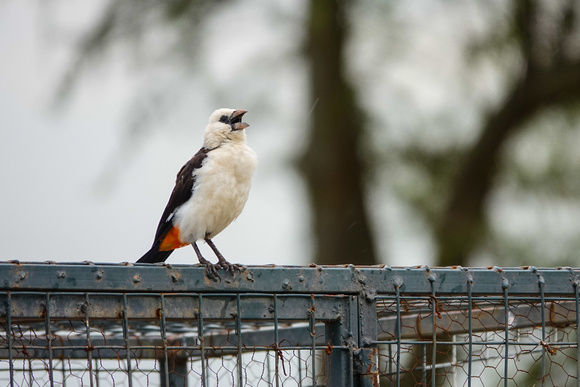 Buffalo Weaver