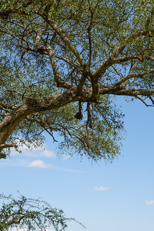 Leopard Kill