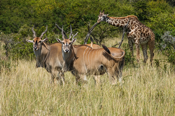 Elands and Giraffe