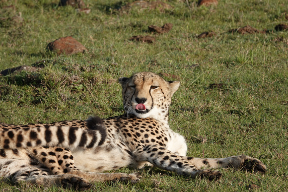 Cheetah Tongue