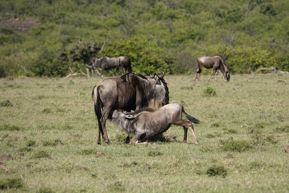 Wildebreakfast