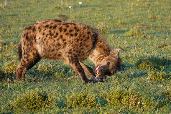 Hyena Jaws