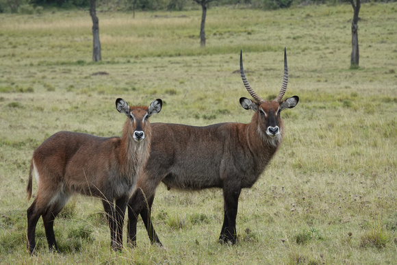 Waterbucks