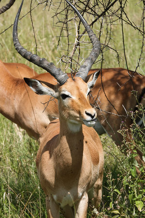 Male Impala